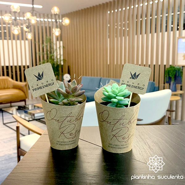 Plantinha Suculenta